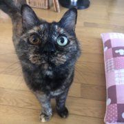 ポンちゃん画像