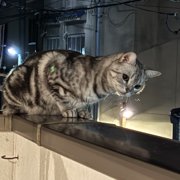ぺロちゃん画像