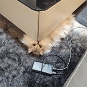 ちゃみちゃん画像