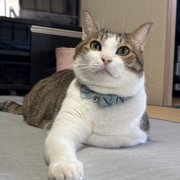 もも画像