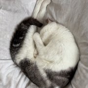 もーしゃん画像