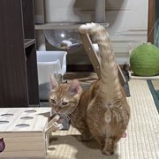 ちくわ画像