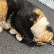 小麦ちゃん画像