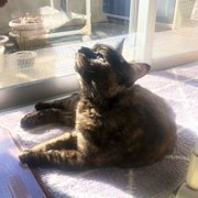 ポンちゃん画像