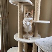 チャー画像