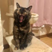ポンちゃん画像