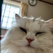 むぎ画像
