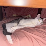 もーしゃん画像