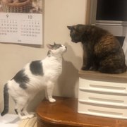 ラブ画像