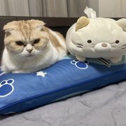 まろん画像