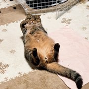 のん画像