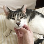 ラブ画像