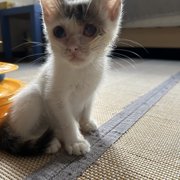 あんず画像