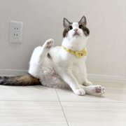 れもん画像