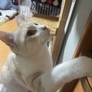 チャチャ画像