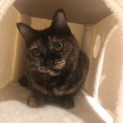 ポンちゃん画像