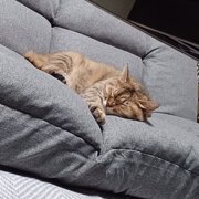 かぐら画像
