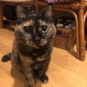 ポンちゃん画像