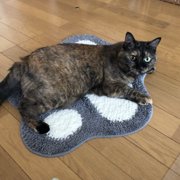 ポンちゃん画像