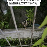 見上げる子猫