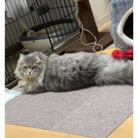 室内にいる猫