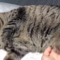 寝ている猫