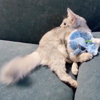 帽子を外してふり返る猫
