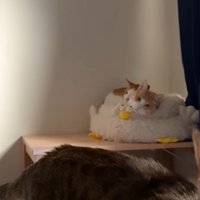 ベッドの上で寝ている二匹の猫