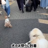 犬と散歩する飼い主