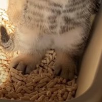 子猫の足
