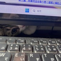 モニターの下から覗く猫