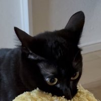 黄色い物を咥えて耳を立てる黒猫