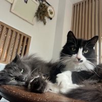 2匹の猫がテーブルの上でくつろいでいる