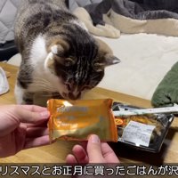 マサくんのご飯