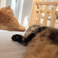 ベビーベッド横のふたり