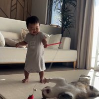 猫じゃらしを持つ赤ちゃんと遊ぶ猫