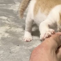 一生懸命立ち向かう猫