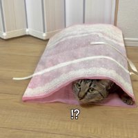 袋に入った猫