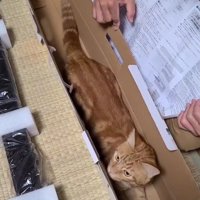 空き箱に入った猫