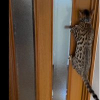 扉に掴まっている猫