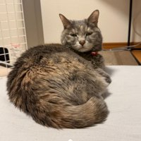 座る猫