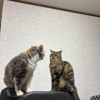 向かい合う2匹の猫