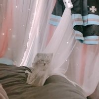 カーテンに引っかかる子猫