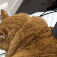 男性の隣に寝転がる茶トラ猫