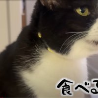 猫の顔のアップ