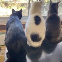 外を見る3匹の猫