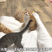 遊ぶ4匹
