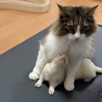 猫の前足に挟まれ上を向くフェレット
