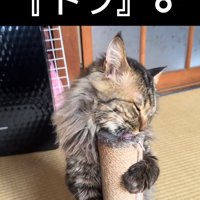 爪とぎポールに抱きつく猫