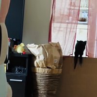 ぬいぐるみを探す子猫